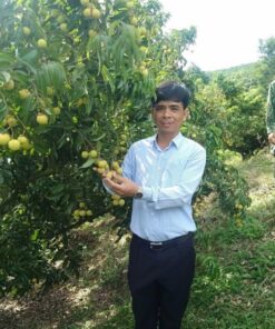 Vải thiều GlobalGAP Hộ Đáp