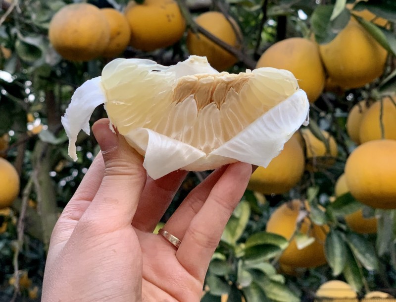 Đặc sản bưởi Diễn: Nức lòng hương vị Hà thành